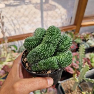 Mammillaria un pico crestada GRANDE