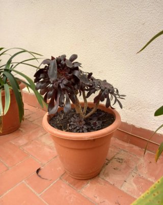 Maceta Rosa Negra 2€