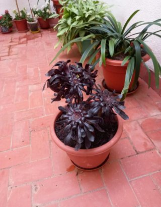 Maceta Rosa Negra 2€