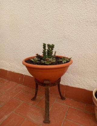 Maceta + Pedestal: composición de cactus