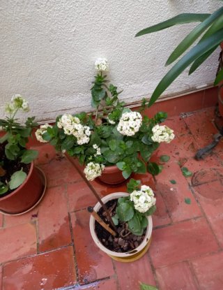 Maceta Kalanchoe pequeña