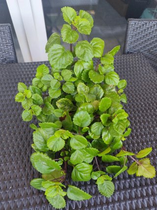 Planta de la Fortuna/Dinero
