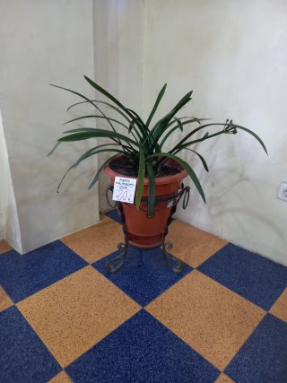 Maceta + Pedestal: Clivia 2