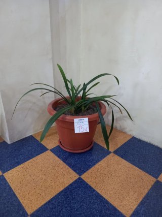 Maceta: Clivia 3