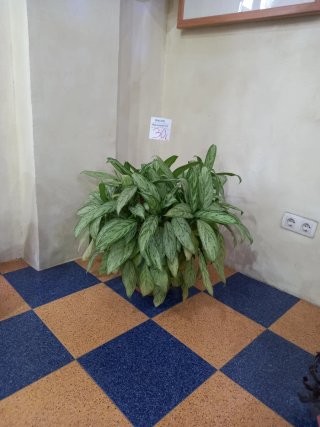 Maceta: Aglaonema grande