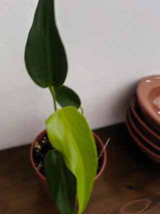 Monstera Burle Marx Flame