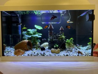 Acuario pecera 40L con accesorios