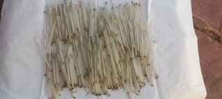 Lágrimas de cristal para lámpara