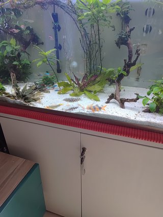Acuario 200L con marco de acero inoxidable