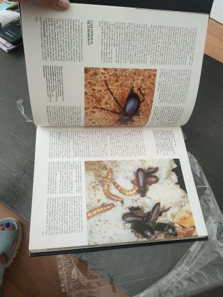 Enciclopedia de los animales. Insectos y protozoos