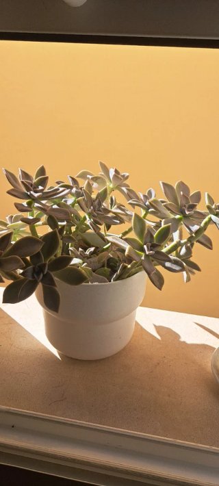 Planta suculenta en maceta