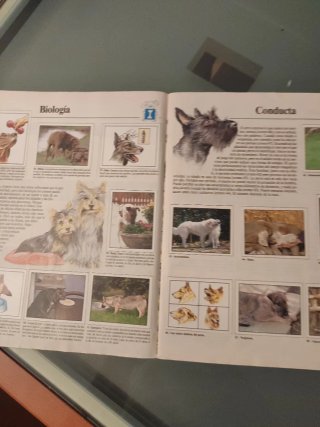 Álbum de cromos Animales Domésticos Panini