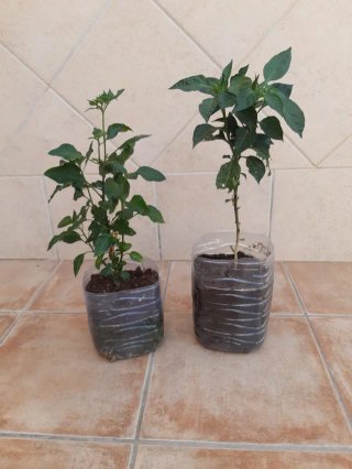 Plantas guindilla chile picante en tiesto plastico