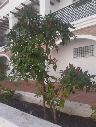 Plantas guindilla chile picante en tiesto plastico