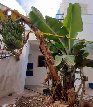 planton planta platanera.