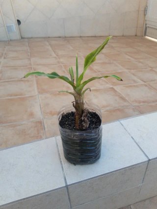 planton planta platanera.