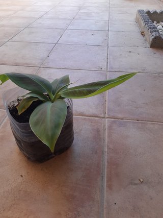 planton planta platanera.