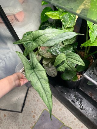 Alocasia baby heterophyllia