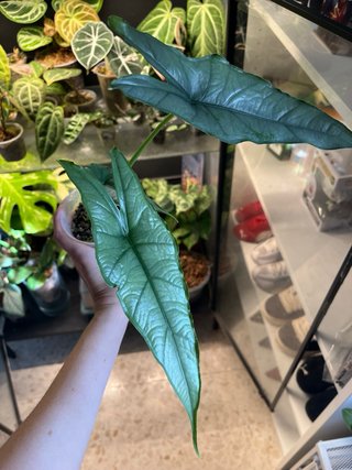 Alocasia baby heterophyllia