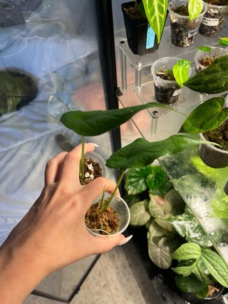 Alocasia baby heterophyllia