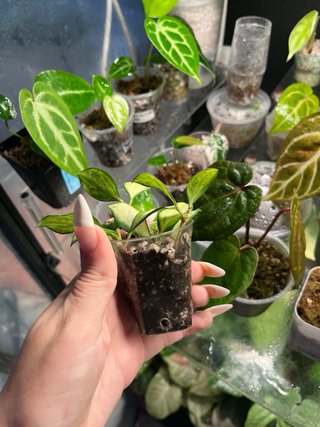 Hoya heuschkeliana variegata bebé