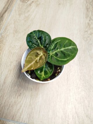 Anthurium crystallinum planta