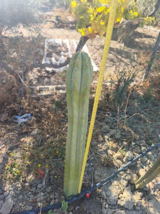 Cactus Ambrose