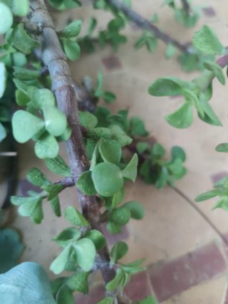 Plantas Crasas Gratis!  Restos de poda.