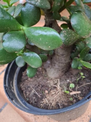 Árbol de Jade