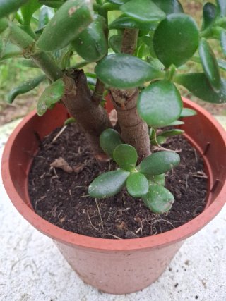 Árbol de Jade(cláusula ovata)