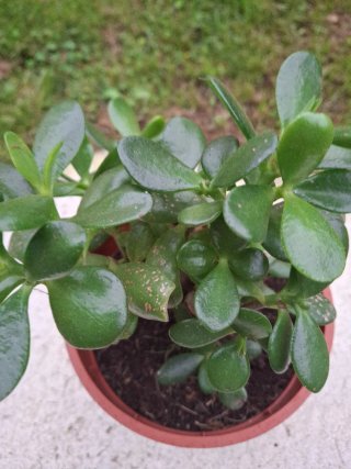 Árbol de Jade(cláusula ovata)