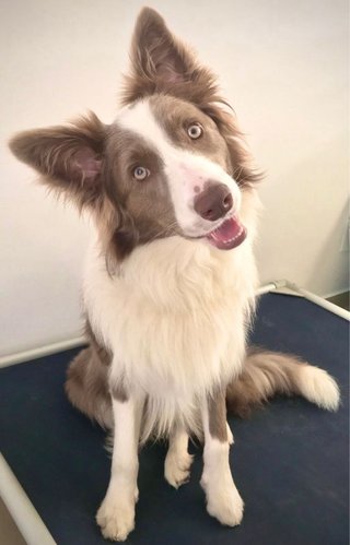 Cuidador de mascotas en Sevilla