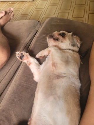 Cuidador de mascotas en Sevilla