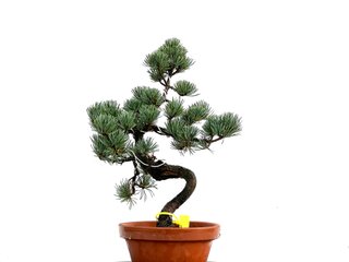 Bonsái Pinus Pentaphylla 0155