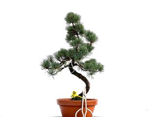 Bonsái Pinus Pentaphylla 0158
