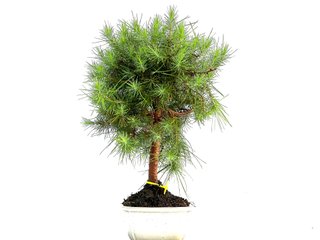 Pinus Halepensis 0159 Bonsái