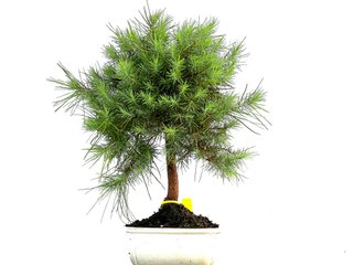 Pinus Halepensis 0159 Bonsái