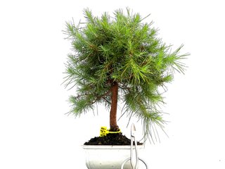 Pinus Halepensis 0159 Bonsái