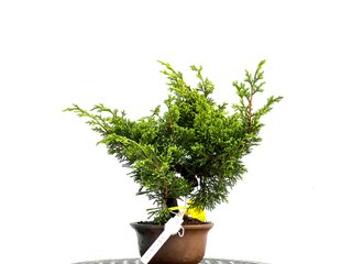 Bonsái Juniperus Chinensis Itoigawa 0165