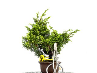 Bonsái Juniperus Chinensis Itoigawa 0165