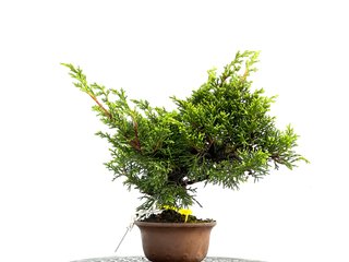 Bonsái Juniperus Chinensis Itoigawa 0165