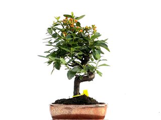 Pyracantha Japonica Bonsai 0175