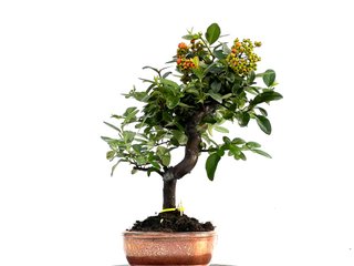 Pyracantha Japonica Bonsai 0175