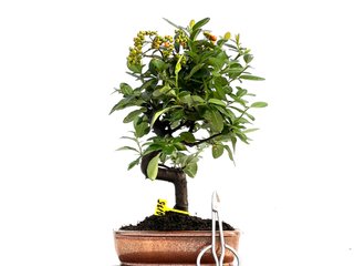 Pyracantha Japonica Bonsai 0175