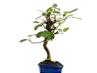 Bonsái Malus Everest 0169