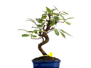 Bonsái Malus Everest 0169