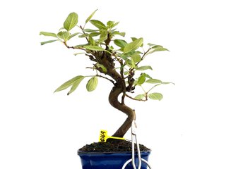 Bonsái Malus Everest 0169