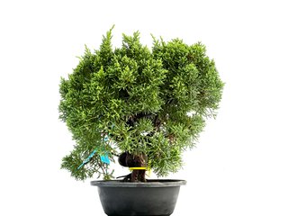 Bonsái Juniperus Chinensis Kyushu 0173