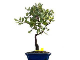 Bonsái Quercus Suber 0172