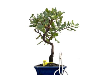 Bonsái Quercus Suber 0172